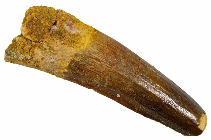 Fossil Spinosaurus Tooth - Real Dinosaur Tooth #324829